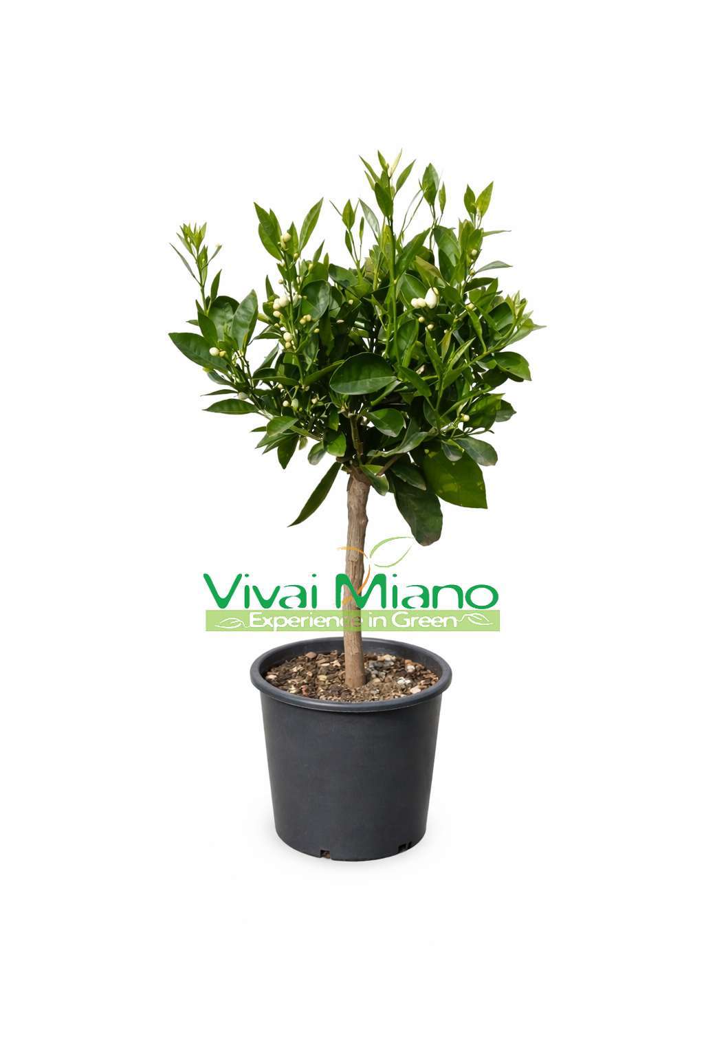Orangenbaum Navel Tardivo Topf 20cm | Obstbaum Zitrusfrüchte