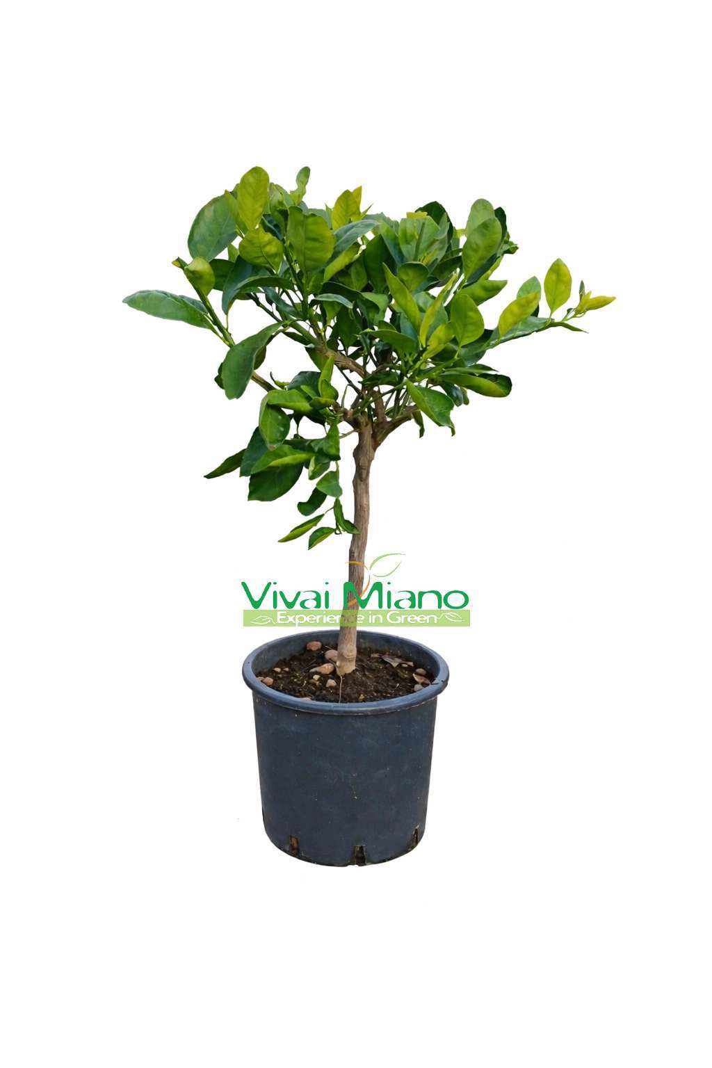 Mandarinenbaum Satsuma Miyagawa Topf 20cm | Winterhart