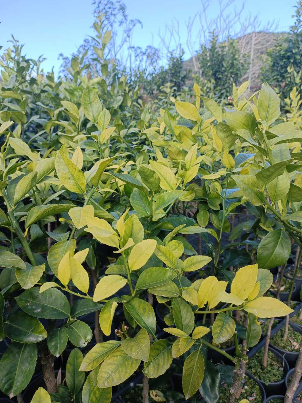 Foglie gialle negli agrumi? Ecco le 3 cause comuni e come rimediare subito