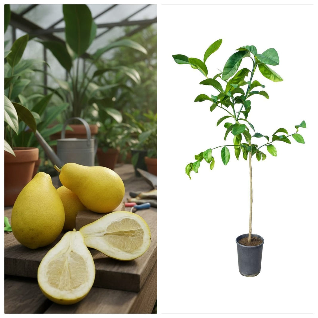 Il Limone Pera del Commendatore: Storia e Segreti di un Gigante del Giardino