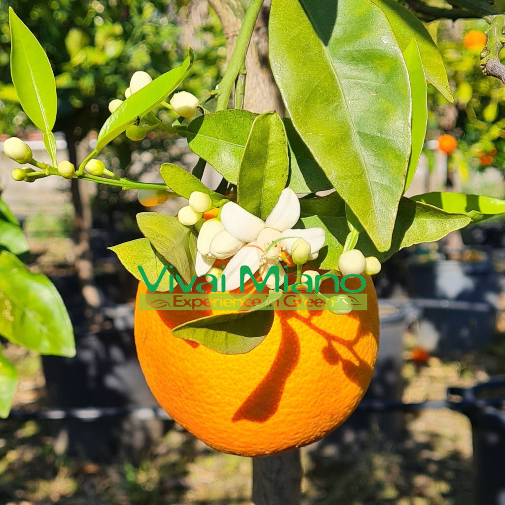 Piante di Arancio