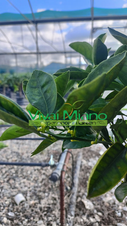 Pianta di Arancio Lane Late (vaso - 20)