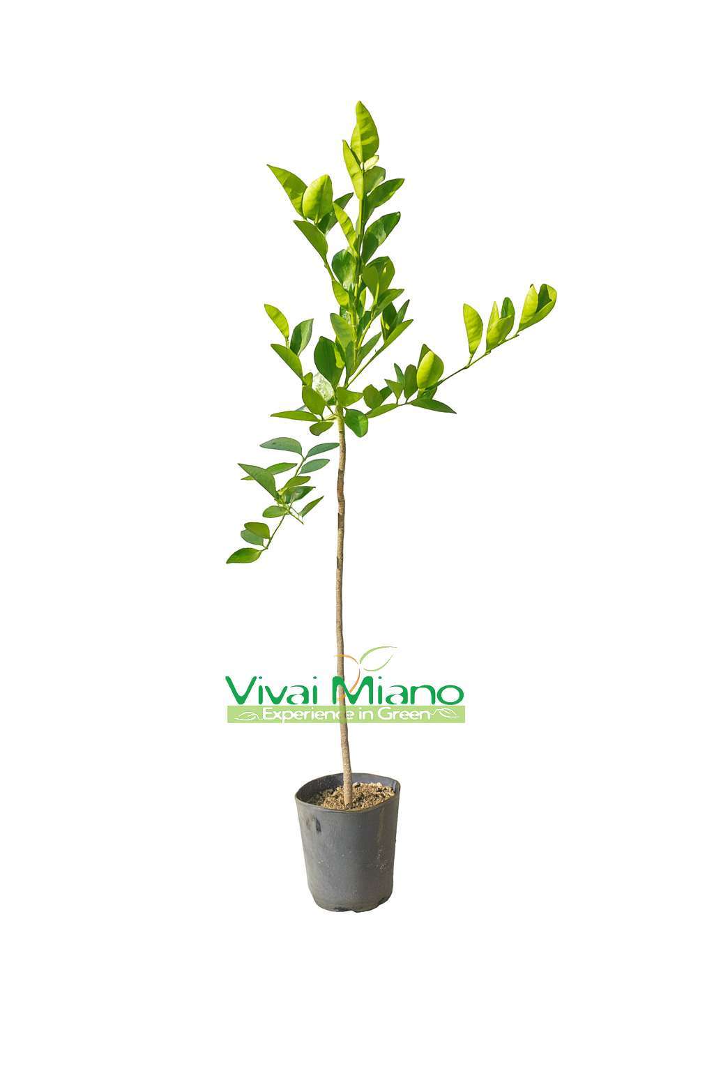 Pianta di Arancio Sanguinello Moscato