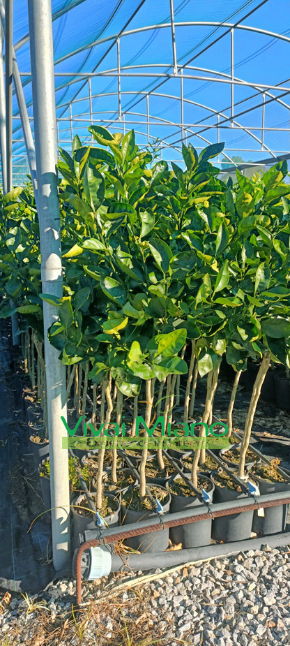 Pianta di Arancio Tarocco Meli