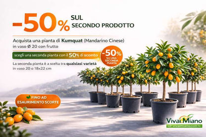 Pianta di Kumquat - Mandarino Cinese (vaso - 20) con frutto