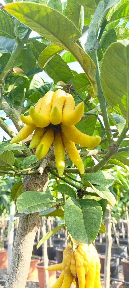 Pianta di Cedro Mano di Budda