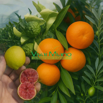 Pianta di Lime Rossa di Rangpur CON FRUTTO - vaso Ø 20 Rosso