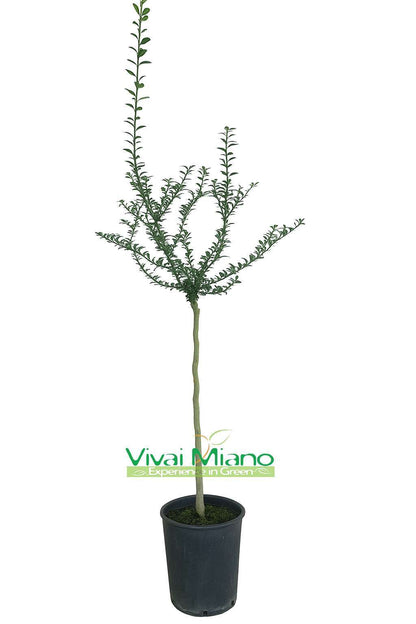 Pianta di Finger Lime Rosso