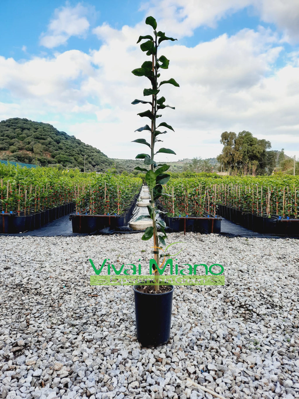 Pianta di Limone Volkameriana