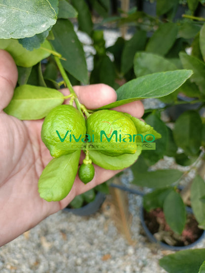 Pianta di Lime (vaso - 24)