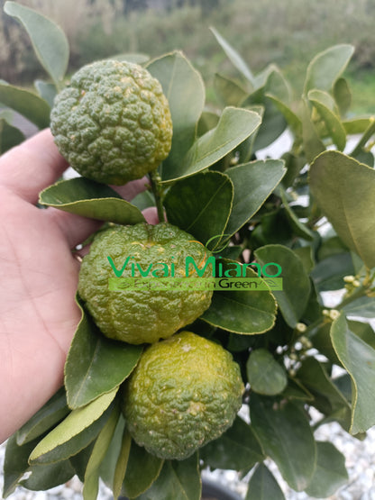 Pianta di Lime Pursha (vaso - 20)