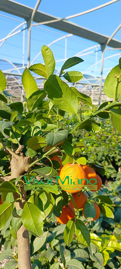 Pianta di Lime Rossa di Rangpur  (vaso - 20) con frutto