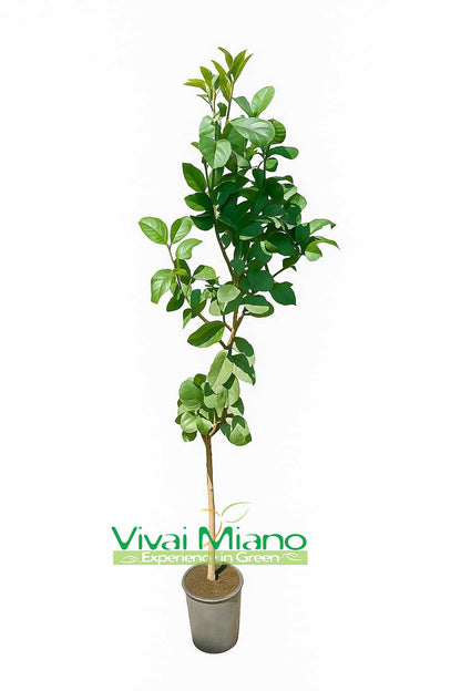 Pianta di Limone Lunario "4 Stagioni"