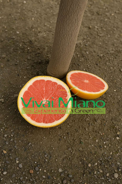 Pianta di Pompelmo Star - Ruby (vaso - 20)