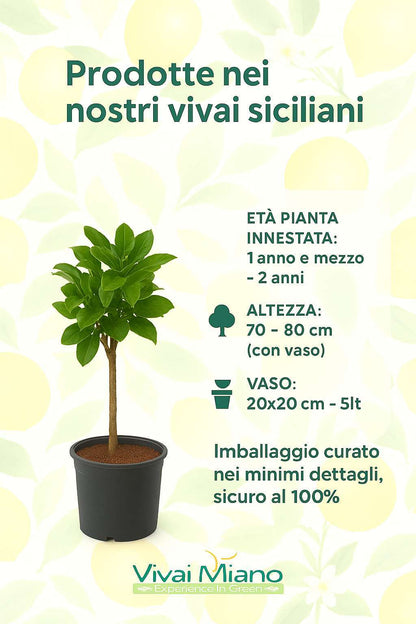 Pianta di Limone Meyer (vaso - 20)